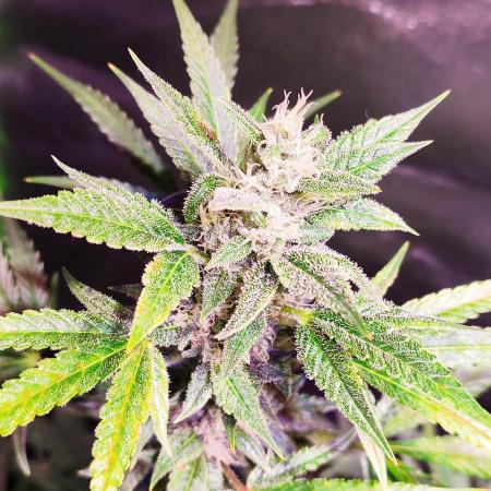 420 FastBuds Auto Run #1