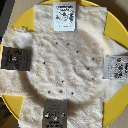 Erster RQS Grow - 01/26