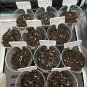 Erster RQS Grow - 01/26