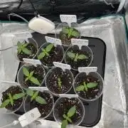 Erster RQS Grow - 01/26