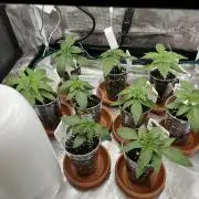 Erster RQS Grow - 01/26