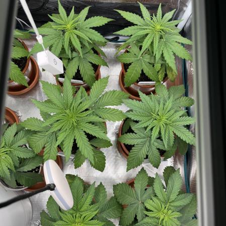 Erster RQS Grow - 01/26