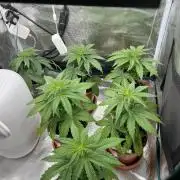 Erster RQS Grow - 01/26