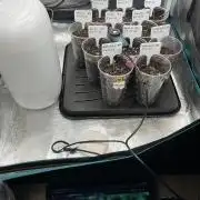 Erster RQS Grow - 01/26