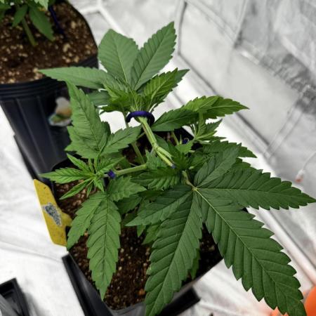 Cultivando FastBuds no Inverno BR ❄️🇧🇷