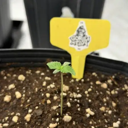 Cultivando FastBuds no Inverno BR ❄️🇧🇷