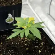Cultivando FastBuds no Inverno BR ❄️🇧🇷