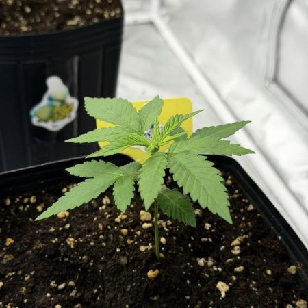 Cultivando FastBuds no Inverno BR ❄️🇧🇷