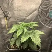 Zillons barney’s farm