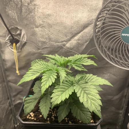 Zillons barney’s farm