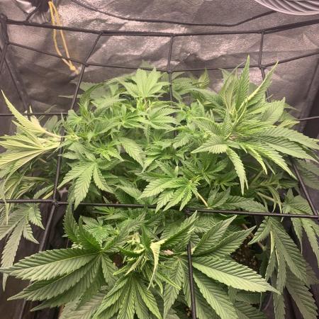 Zillons barney’s farm