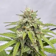 SpeedRun autos first go