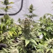 SpeedRun autos first go