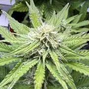 Goose farmers first. SpeedRun Autos