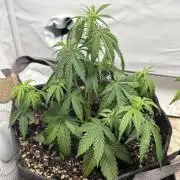 Fatality SpeedRun Auto w/Happy Frog