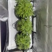 Bruce Banner #3 Auto