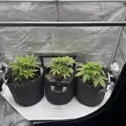 Bruce Banner #3 Auto