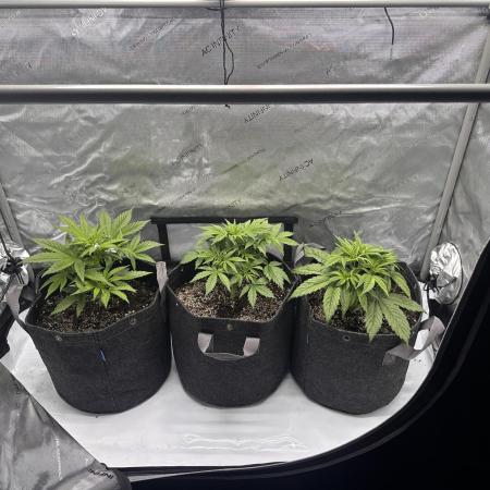 Bruce Banner #3 Auto