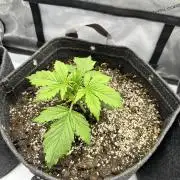 Bruce Banner #3 Auto