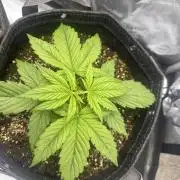 Bruce Banner #3 Auto