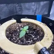 Sundae Frost and Mendo Guava