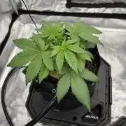 Sundae Frost and Mendo Guava
