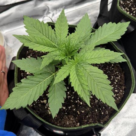 Killer Kush Garden