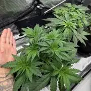 Killer Kush Garden