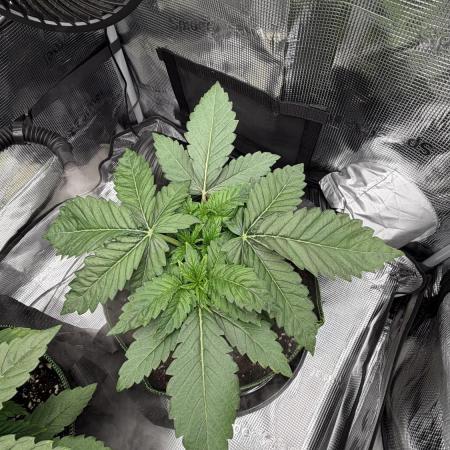 Killer Kush Garden