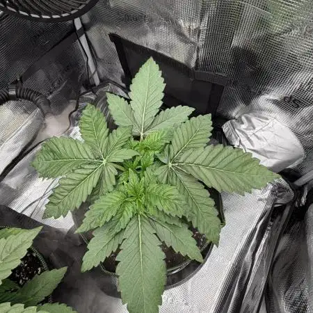 Killer Kush Garden