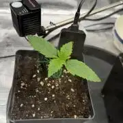 Killer Kush Garden