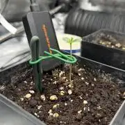 Killer Kush Garden