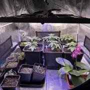 Bio growing mit organics nutrients