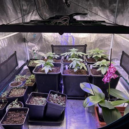 Bio growing mit organics nutrients