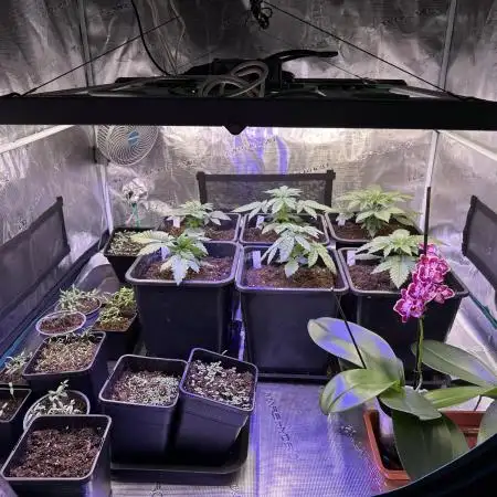 Bio growing mit organics nutrients