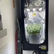 Papaya Cookies Auto Living Soil