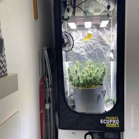 Papaya Cookies Auto Living Soil