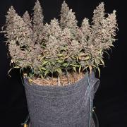 Papaya Cookies Auto Living Soil