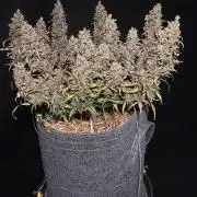 Papaya Cookies Auto Living Soil