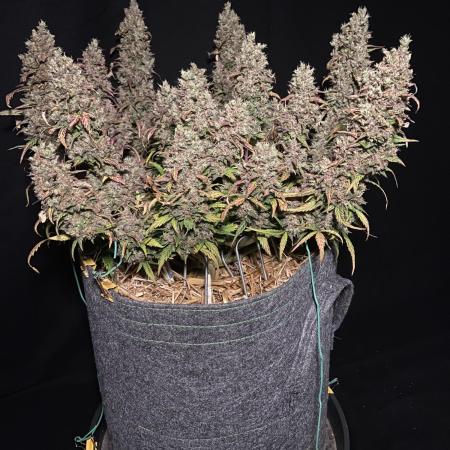 Papaya Cookies Auto Living Soil