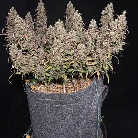 Papaya Cookies Auto Living Soil