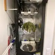 Gelato Auto Living Soil