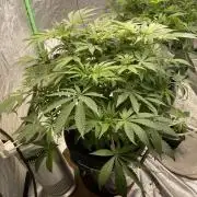 3x Cap Junky - Blimburn- DWC grow