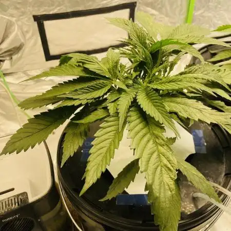 3x Cap Junky - Blimburn- DWC grow