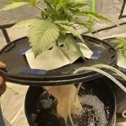 3x Cap Junky - Blimburn- DWC grow