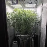 3x Cap Junky - Blimburn- DWC grow