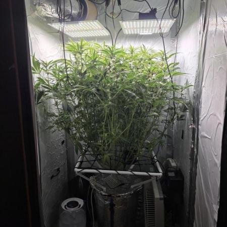 3x Cap Junky - Blimburn- DWC grow