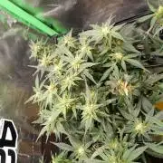 First garage grow 42 fast buds