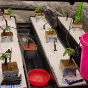 Kush auf Steinwolle in der Wilma XXL...!