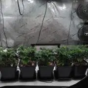 Banana Chem Freak Regular